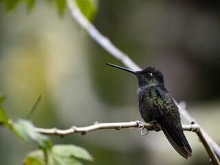 Rivoli's hummingbird, Eugenes fulgens, San Gerardo de Dota, Costa Rica.