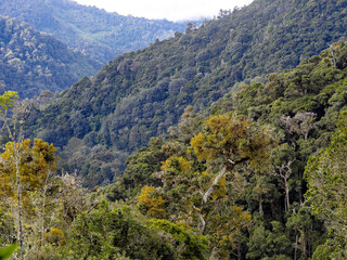 Dense tropical forest, San Gerardo de Dota, Costa Rica.
