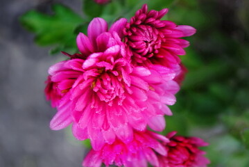 Obraz premium Inflorescence of pink flowers with dew drops 