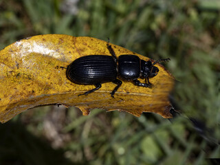Big black beetle on a leaf. Costa Rica