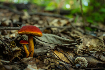 mushroom bolete fungus fungi leaves oak acorn 