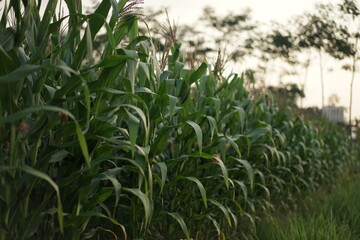 green field