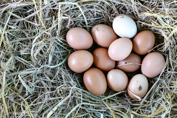 Fresh chicken eggs on a straw,  top view