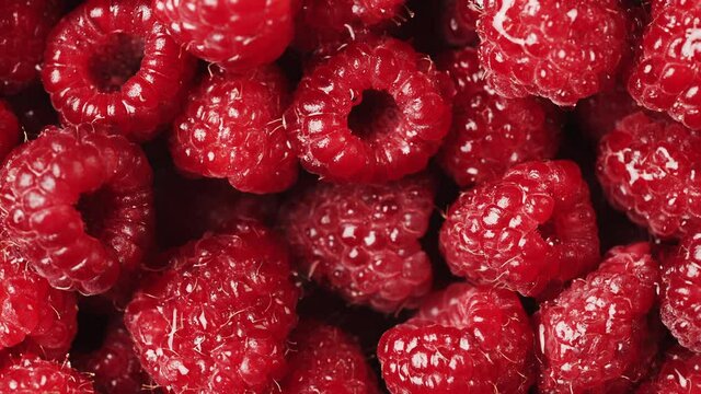 Close up of rotation scarlet raspberry. Macro red fresh raspberries fruit. Handful of juicy ripe berries as food background. Concept of healthy food or organic nutrition and harvest or summer dessert.