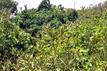 in the mountains, forest, green plants, olive trees, rocks and stones 