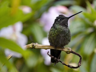 Rivoli's hummingbird, Eugenes fulgens, San Gerardo de Dota, Costa Rica.