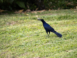 Boat-tailed Grackle, Quiscalus mexicanus, on lawn, San Jose, Costa Rica.