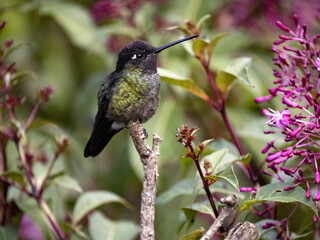 Rivoli's hummingbird, Eugenes fulgens, San Gerardo de Dota, Costa Rica.