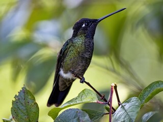 Rivoli's hummingbird, Eugenes fulgens, San Gerardo de Dota, Costa Rica.