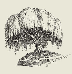 Single willow tree vector hand drawing - obrazy, fototapety, plakaty