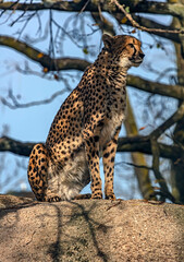 Naklejka na ściany i meble Cheetah on the stone in its enclosure. Latin name - Acinonyx jubatus 