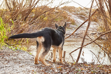 Dog German Shepherd near water in an autumn day