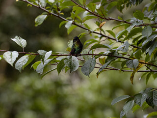 Rivoli's hummingbird, Eugenes fulgens, San Gerardo de Dota, Costa Rica.