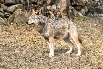 Naklejka na ściany i meble Italian wolf (canis lupus italicus) in wildlife center 