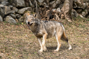 Italian wolf (canis lupus italicus) in wildlife center "Uomini e lupi" of Entracque, Maritime Alps Park (Piedmont, Italy)