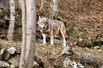 Italian wolf (canis lupus italicus) in wildlife center 
