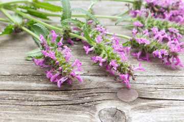 Fototapeta na wymiar Composition of Betonica officinalis, common names betony, purple betony, isolated on wooden background. The concept of summer, spring, mother's day.Medicinal plants.