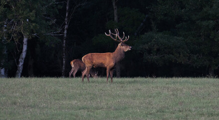 cerf