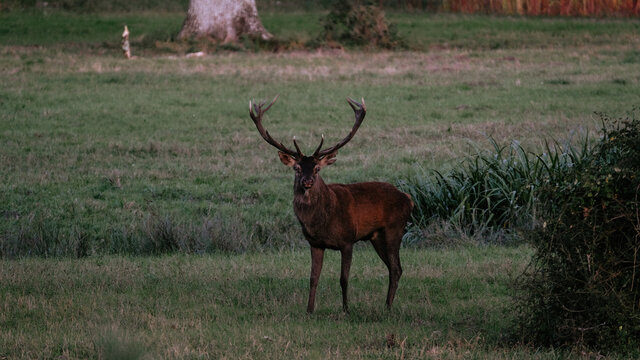 cerf de chambord