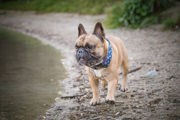 French bulldog on the edge of a lake. Muscular purebred dog at the water's edge with light brown fur. Portrait of a dog