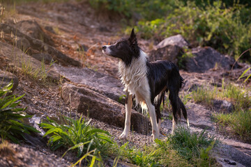 Wet white dark brown border collie on the rocky bank. The water drips down from the soaked fur. The dog looks towards the camera