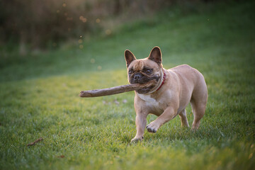 French bulldog running in the green field with a stick in his mouth. Beefy-looking dog with...