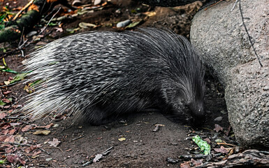 Porcupine near the stone. Latin name - Hystrix cristata	