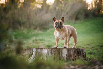 French bulldog in the grass stands on a log. Beefy-looking dog with muscular build. Portrait