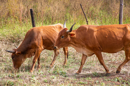 Two Red Cows Grazing in South Africa