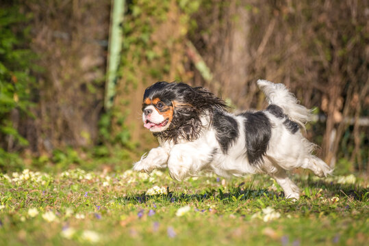 Cavalier King Charles Spaniel purebred plays and runs in the garden in the green meadow. Three colored little dog with floppy ears flying around when running.