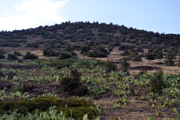 Beautiful view in the mountains, trees, plants, rocks and stones