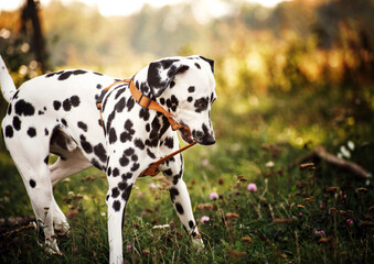 Young Dalmatian tries to bite and take off the orange dog harness. Funny look of the eyes. The white black spotted dog is standing in a flower meadow. Dog portrait