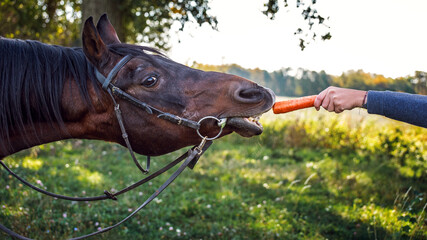 Give the horse a carrot. A horse is attracted by a juicy carrot and it stretches its neck to reach the carrot. Amusing portrait of a horse