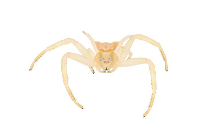 Crab spider isolated on white background, Thomisus onustus male