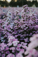 Obraz premium A field of purple flowers in Chiang Mai