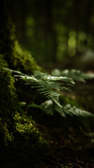 Fern in the forest