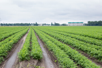 Field with young shoots of agricultural crop, agriculture