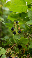 Blackberry with beneficial and healing properties for the whole body