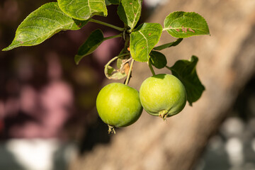 Branch of wild apple tree with small bright yellow apples and green leaves is in a park in summer