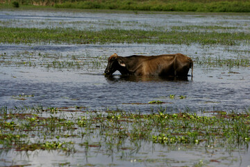 conde, bahia, brazil - june 27, 2009: Cow seeking food in a flooded pasture in the city of Conde,...