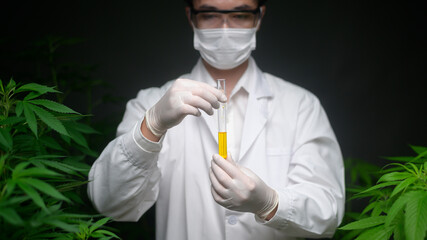 Concept of cannabis plantation for medical, a scientist holding a test tube on cannabis farm