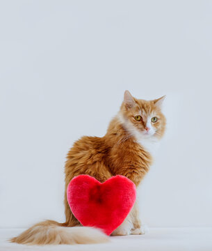 Ginger cat and plush red heart toy on white background, vertical photo