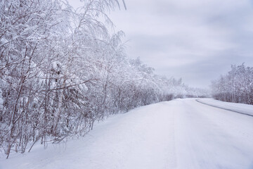 Fototapeta na wymiar The road in winter season forest with frost and snow on firs brunches
