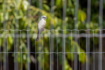 The Tropical Kingbird also known as Suiriri singing perched on a fence. Species Tyrannus melancholicus. Animal world. Birdwatching. Yellow bird.