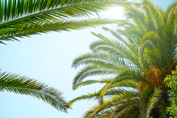 Fototapeta na wymiar Palm trees on a bright sunny day in the tropics.