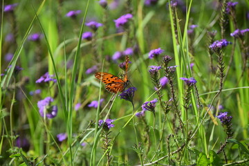 orange butterfly in a meadow with purple moss verbena © Nature Photos