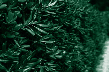 Natural background of green leaves. Abstract wallpaper. Selective focus.