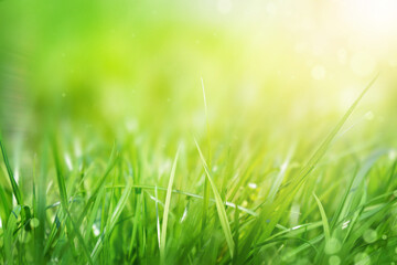 Fototapeta premium Green grass natural background, springtime, selective focus.