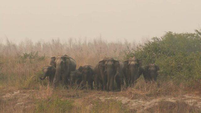 Full shot wild asian elephant or tusker protective and aggressive family or herd with calf or baby at dhikala zone of jim corbett national park or reserve uttarakhand india - Elephas maximus indicus