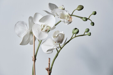 Fototapeta na wymiar White Orchid Flower with Green Buds Supported by Bamboo Sticks